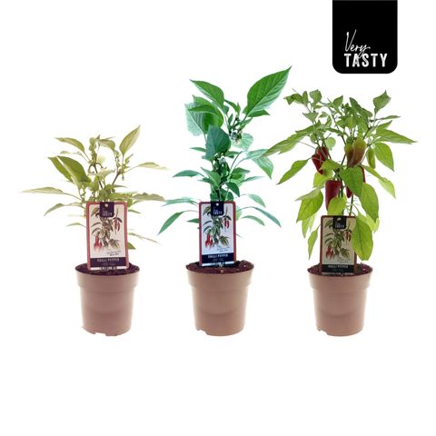 Capsicum annuum PILLAR PEPPERS MIMI RED