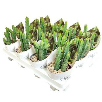 Euphorbia debilispina