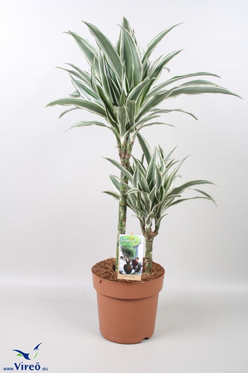 Dracaena fragrans 'White Stripe'  Pflanzengrohandel FlorAccess
