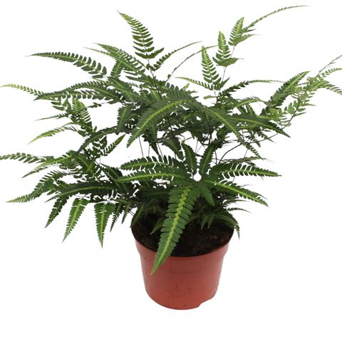 Rumohra adiantiformis 'Variegata'