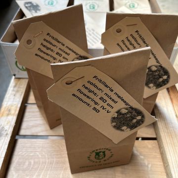 Fritillaria meleagris