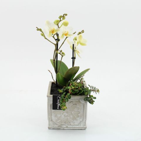 Arrangement Phalaenopsis