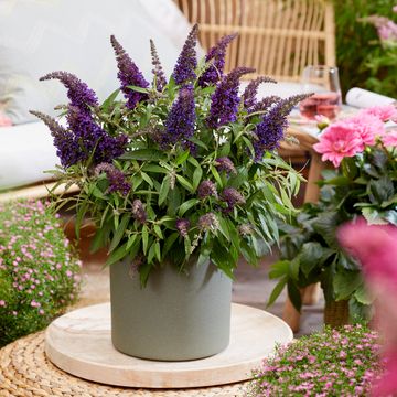 Buddleja davidii BUTTERFLY CANDY LITTLE PURPLE