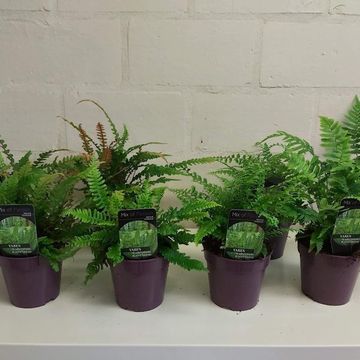 Ferns MIX