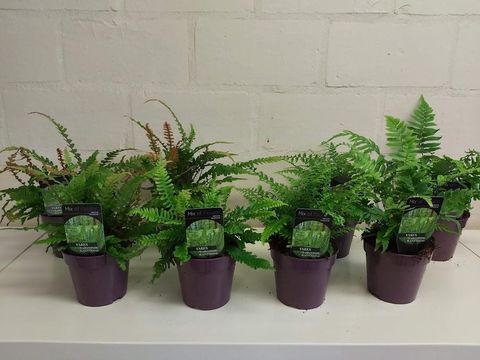 Ferns MIX