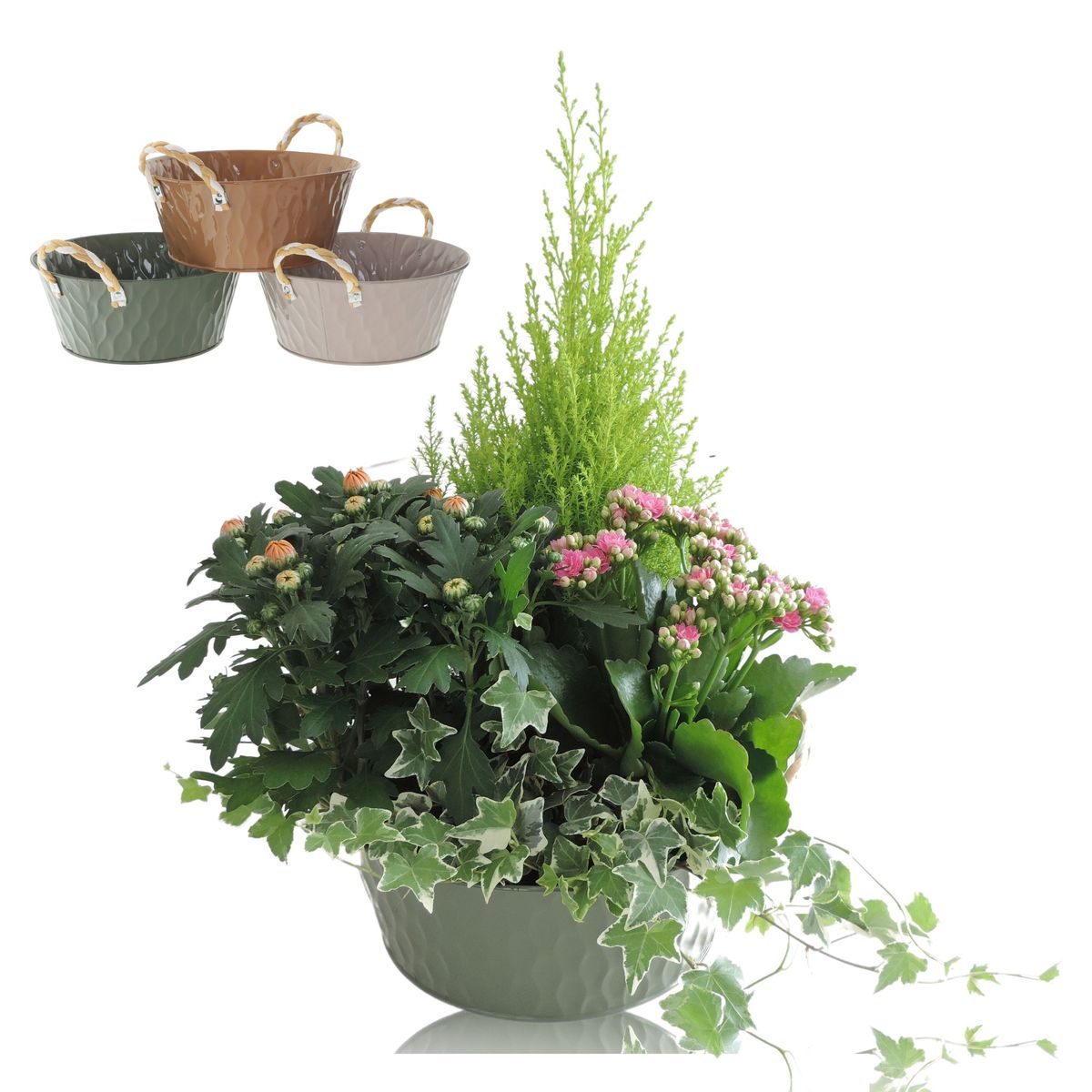 Ameican Holly Plant - 12" Tall | Potted O Outdoo Planting
