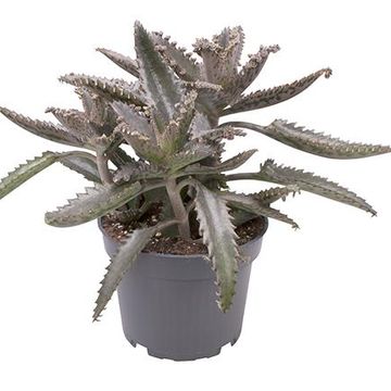 Kalanchoe daigremontiana