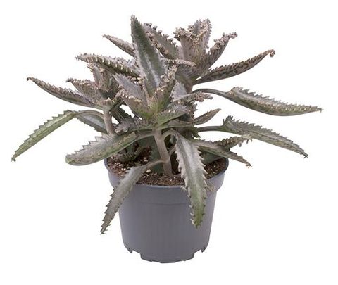 Kalanchoe daigremontiana