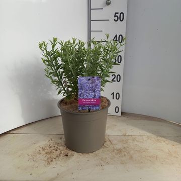 Perovskia atriplicifolia PRIME TIME