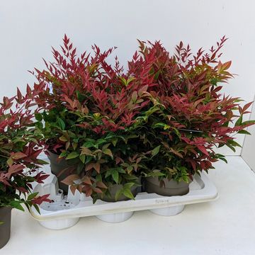 Nandina domestica OBSESSED