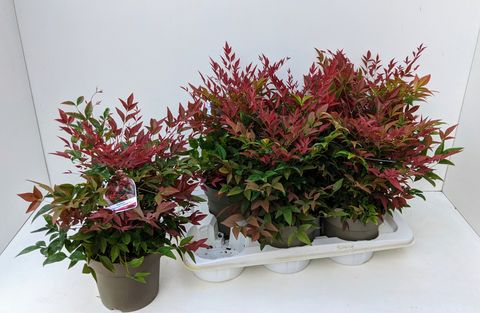 Nandina domestica OBSESSED