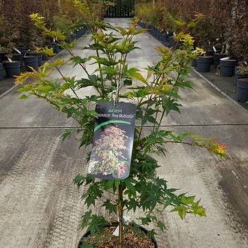 Acer palmatum 'Pevé Multicolor'