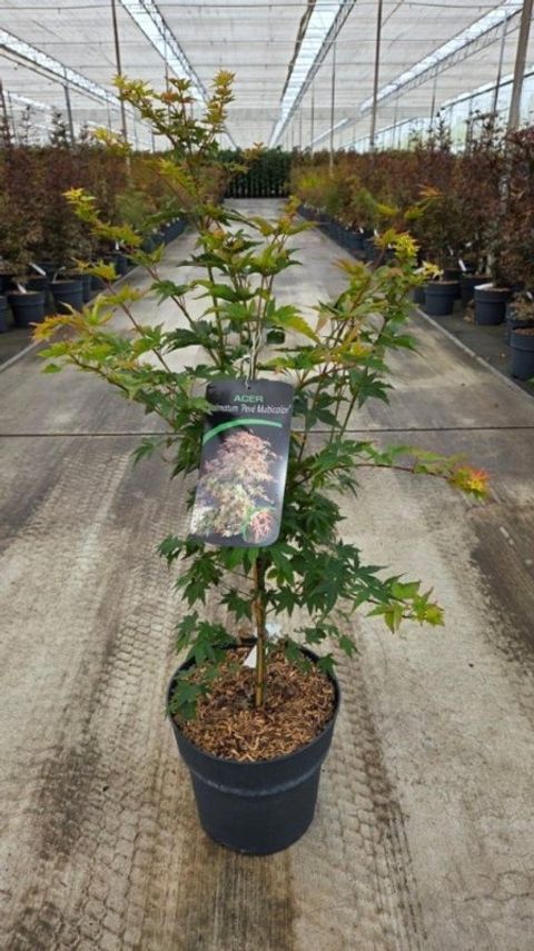 Acer palmatum 'Pevé Multicolor'