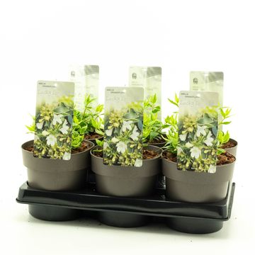 Abelia x grandiflora LUCKY LOTS