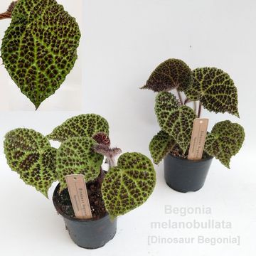 Begonia melanobullata