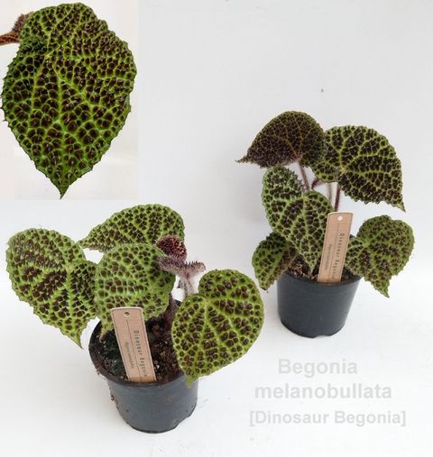 Begonia melanobullata