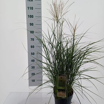 Miscanthus sinensis 'Kleine Silberspinne'