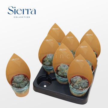 Lophophora williamsii