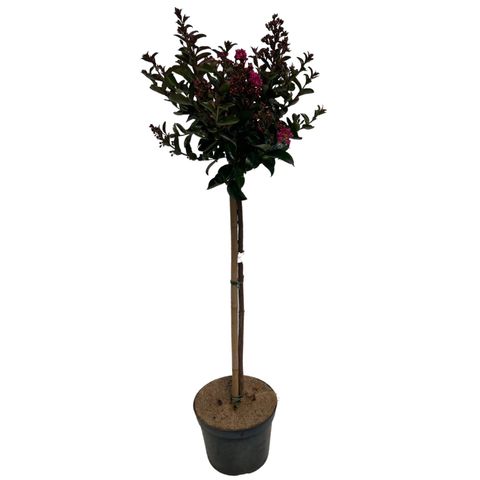 Lagerstroemia indica BERRY DAZZLE