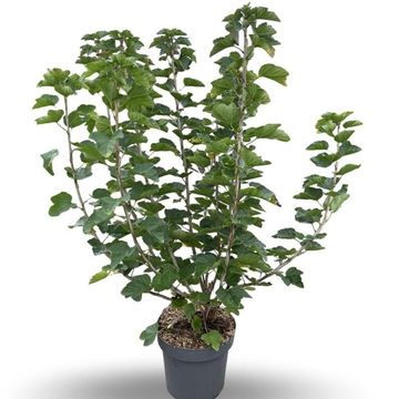 Ribes rubrum 'Jonkheer van Tets'