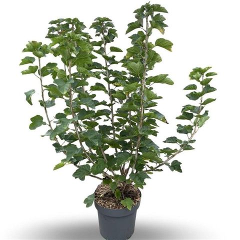 Ribes rubrum 'Jonkheer van Tets'