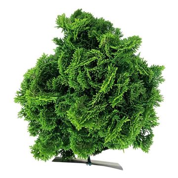 Chamaecyparis obtusa 'Nana Aurea'