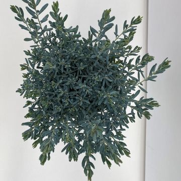 Andromeda polifolia 'Blue Lagoon'