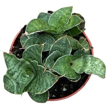 Sansevieria 'Snowflake'