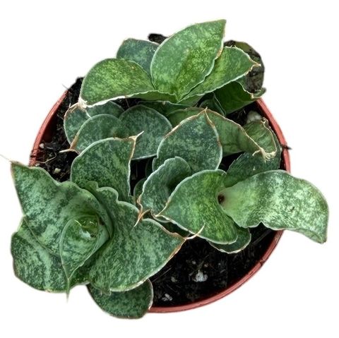Sansevieria 'Snowflake'