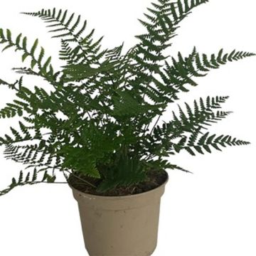 Dryopteris wallichiana