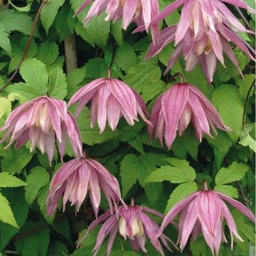 Clematis 'Cragside' (A)