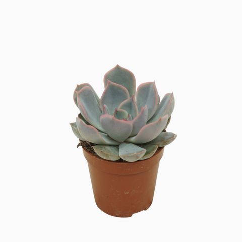 Echeveria 'Orion'