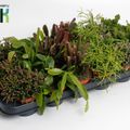 Rhipsalis MIX