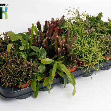 Rhipsalis MIX