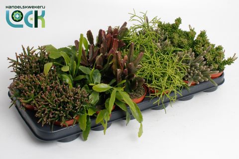 Rhipsalis MIX