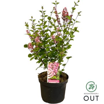 Syringa meyeri LITTLE ROSIE