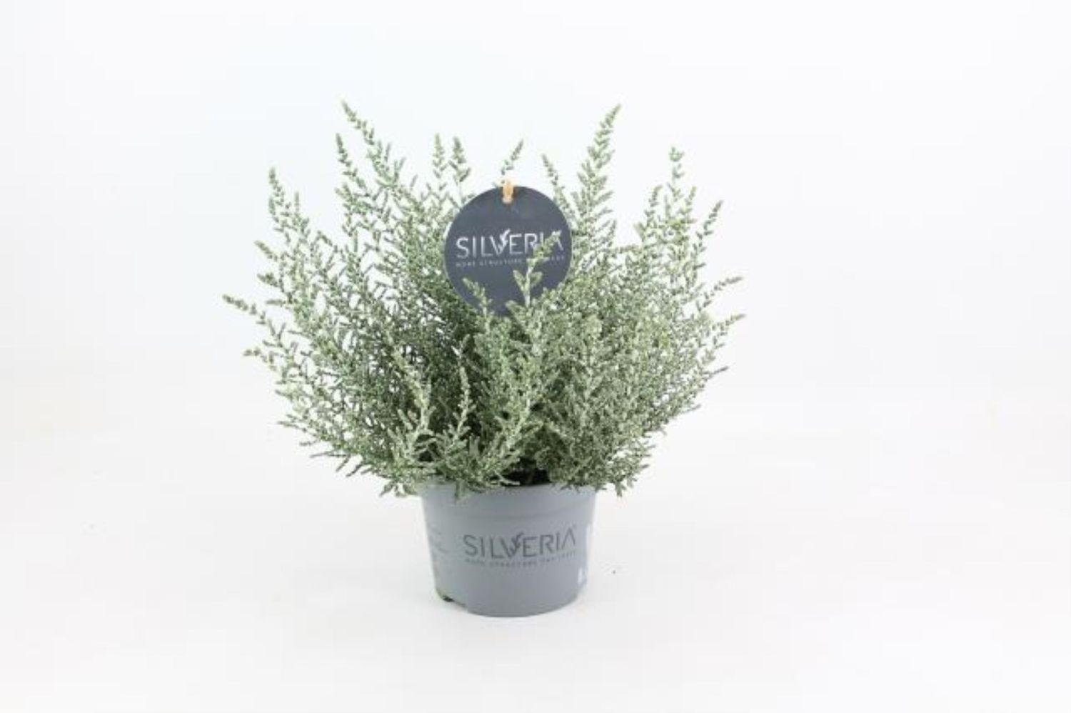 Olearia lepidophylla — Plant Wholesale FlorAccess