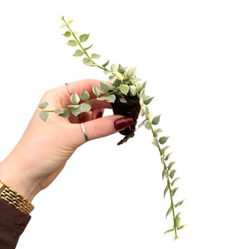 Dischidia ruscifolia 'Variegata'