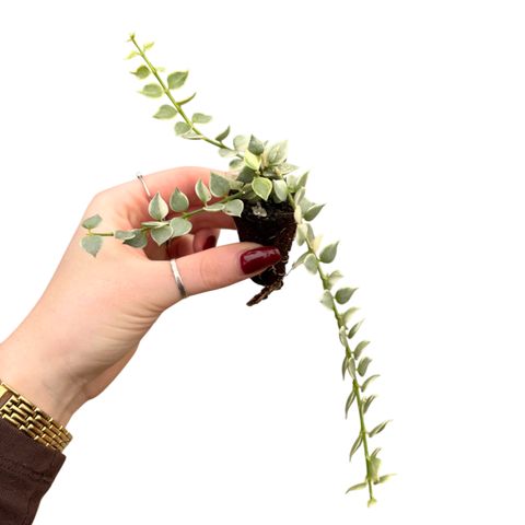 Dischidia ruscifolia 'Variegata'