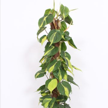 Filodendro scandens 'Brasil'