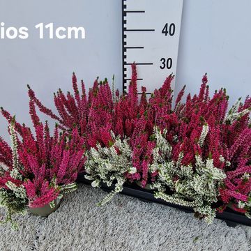 Calluna vulgaris BEAUTY LADIES MIX IN POT