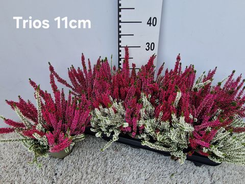 Calluna vulgaris BEAUTY LADIES MIX IN POT