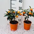 Citrus japonica 'Margarita'