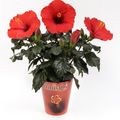 Hibiscus rosa-sinensis 'Adonicus Red 1'