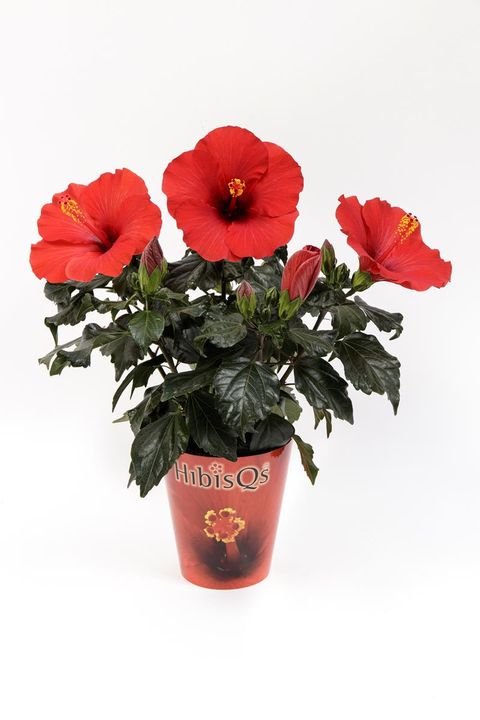 Hibiscus rosa-sinensis 'Adonicus Red 1'