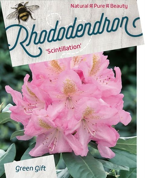Rhododendron 'Сцинтиллейшн'