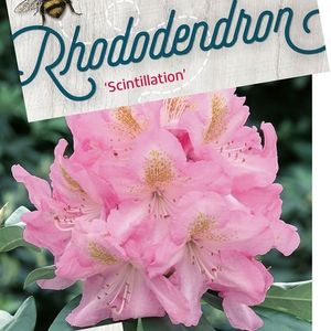 Rhododendron 'Scintillation' (Floribras Garden Plants)