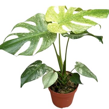 Monstera deliciosa 'White Monster'