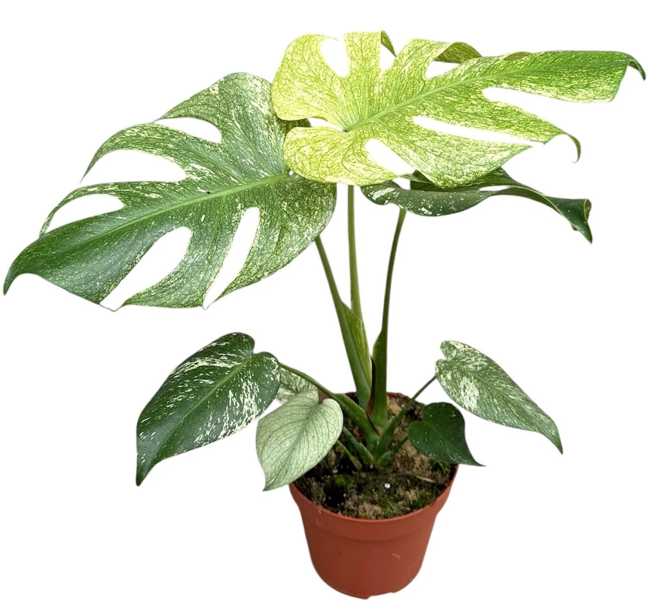 【確実正規】Monstera Deliciosa White Monster Monstera deliciosa 'White Monster' — Plant Wholesale FlorAccess