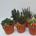 Euphorbia MIX